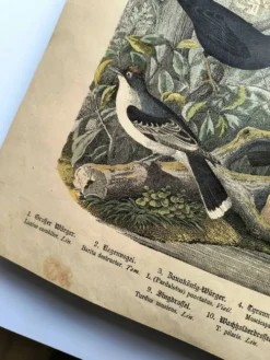 Grande gravure ancienne 1886 - Grives et oiseaux européens. lithographie,
