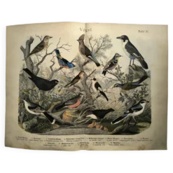 Grande gravure ancienne 1886 - Grives et oiseaux européens. lithographie,