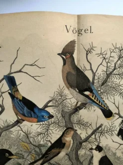 Grande gravure ancienne 1886 - Grives et oiseaux européens. lithographie,