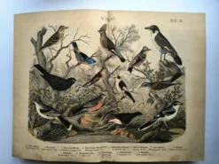 Grande gravure ancienne 1886 - Grives et oiseaux européens. lithographie,