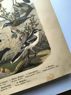 Grande gravure ancienne 1886 - Grives et oiseaux européens. lithographie,