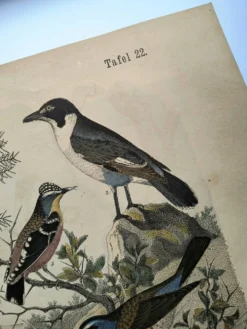 Grande gravure ancienne 1886 - Grives et oiseaux européens. lithographie,