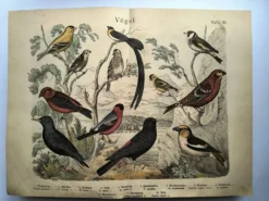 Grande gravure ancienne 1886 - Pinson et oiseaux. lithographie, planche