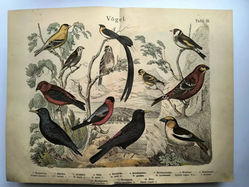 Grande gravure ancienne 1886 - Pinson et oiseaux. lithographie, planche