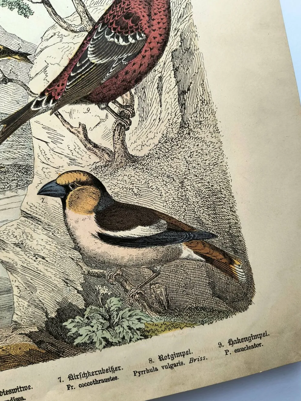 Grande gravure ancienne 1886 - Pinson et oiseaux. lithographie, planche
