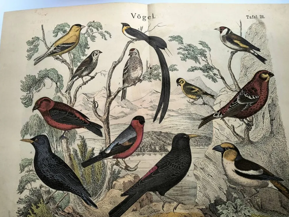 Grande gravure ancienne 1886 - Pinson et oiseaux. lithographie, planche