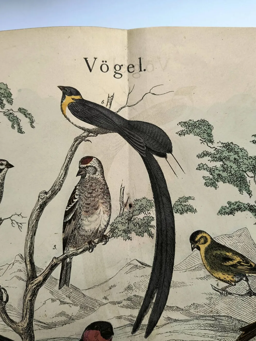 Grande gravure ancienne 1886 - Pinson et oiseaux. lithographie, planche