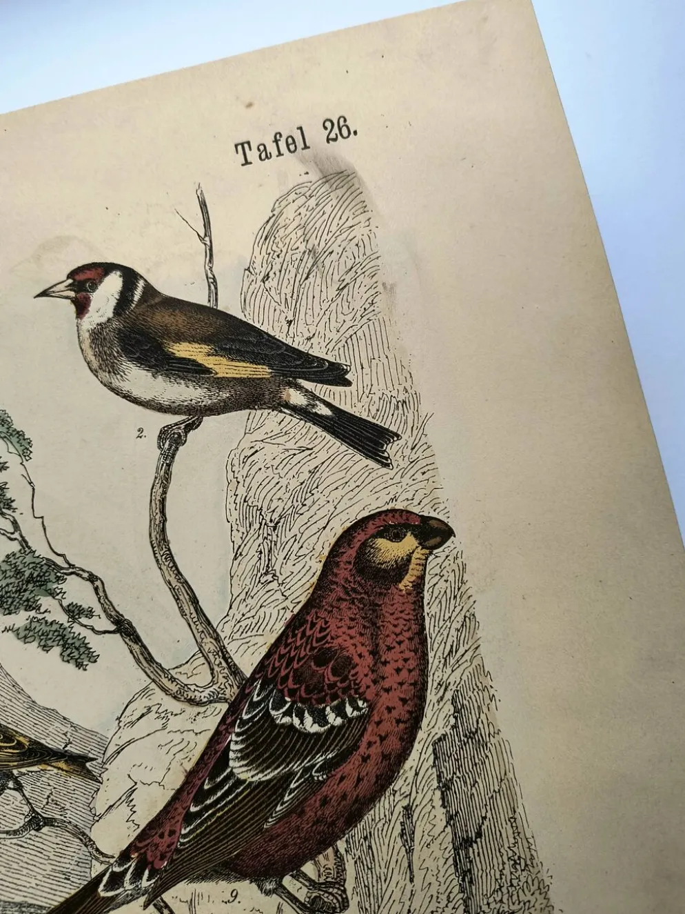 Grande gravure ancienne 1886 - Pinson et oiseaux. lithographie, planche