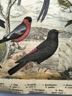 Grande gravure ancienne 1886 - Pinson et oiseaux. lithographie, planche