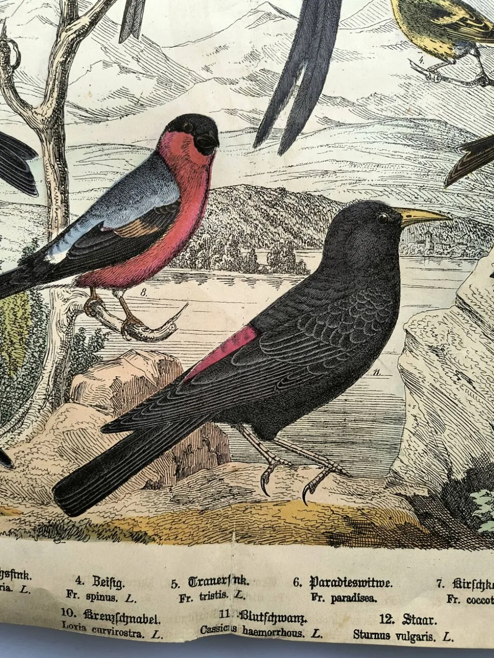 Grande gravure ancienne 1886 - Pinson et oiseaux. lithographie, planche