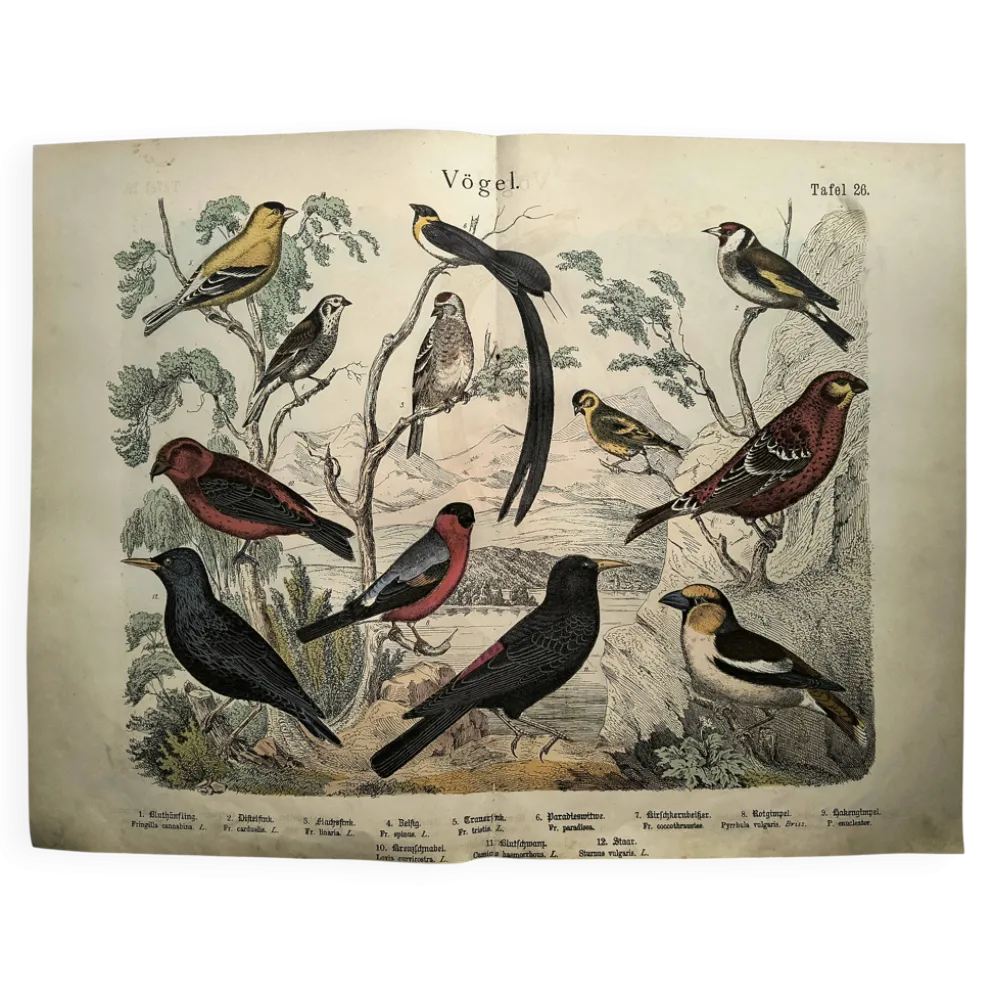 Grande gravure ancienne 1886 - Pinson et oiseaux. lithographie, planche