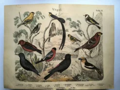 Grande gravure ancienne 1886 - Pinson et oiseaux. lithographie, planche