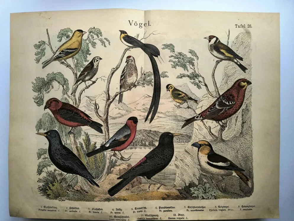 Grande gravure ancienne 1886 - Pinson et oiseaux. lithographie, planche