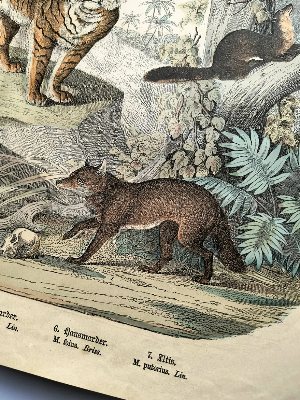 Grande gravure ancienne 1886 - Tigres et mammifères. lithographie planche