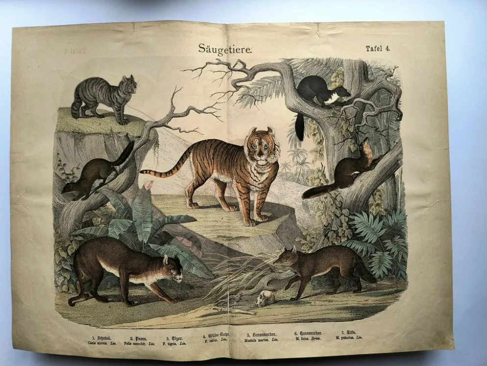 Grande gravure ancienne 1886 - Tigres et mammifères. lithographie planche