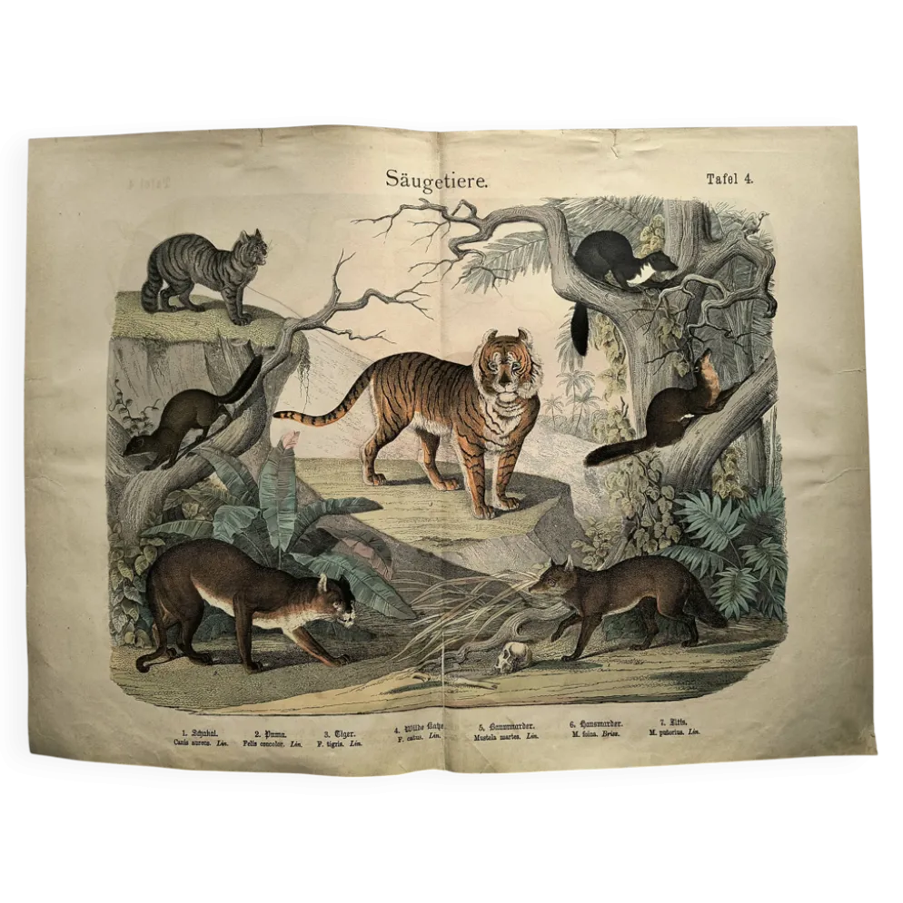 Grande gravure ancienne 1886 - Tigres et mammifères. lithographie planche