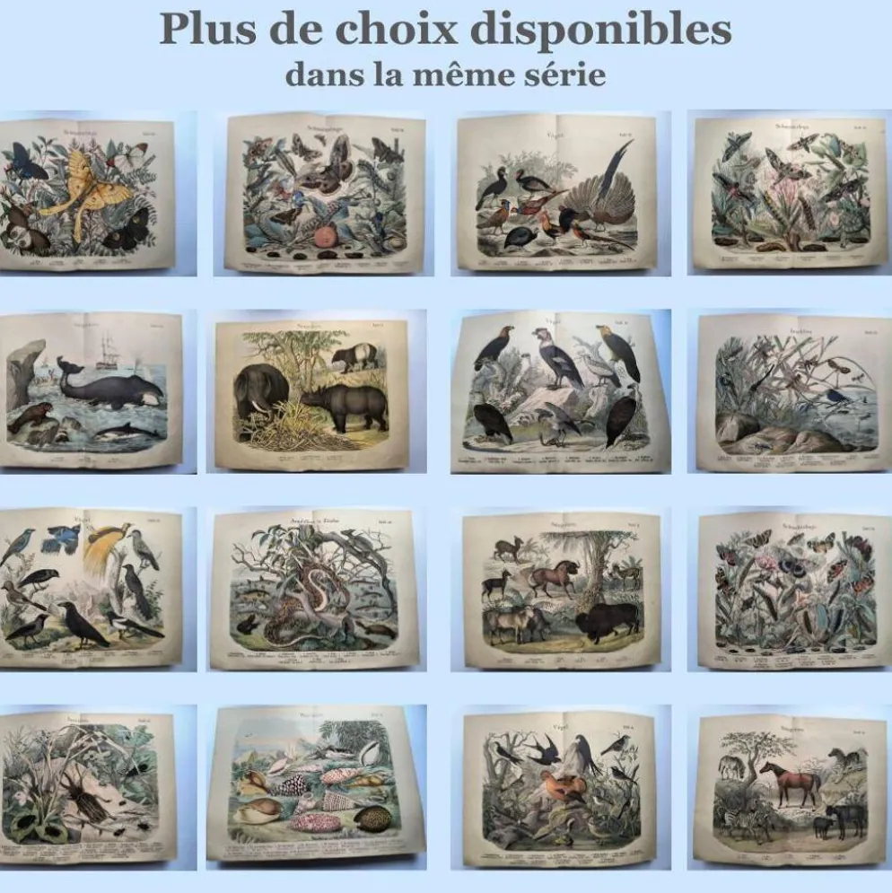 Grande gravure ancienne 1886 - Tigres et mammifères. lithographie planche