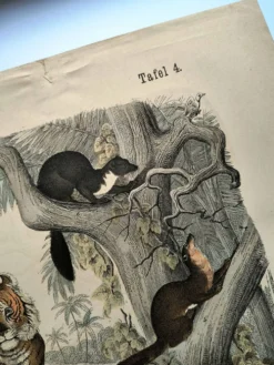 Grande gravure ancienne 1886 - Tigres et mammifères. lithographie planche