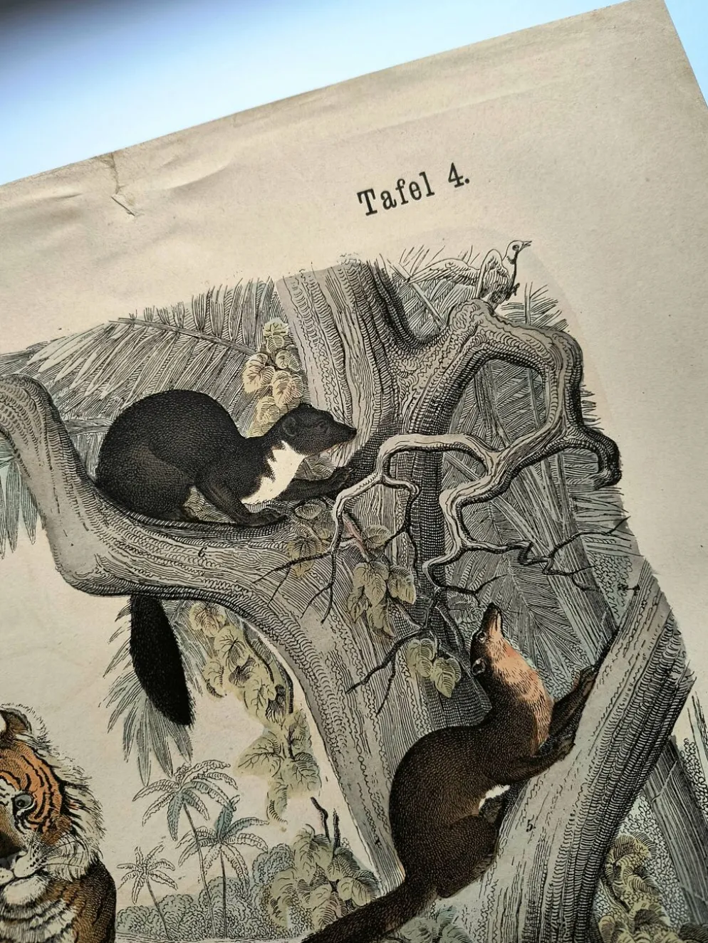 Grande gravure ancienne 1886 - Tigres et mammifères. lithographie planche