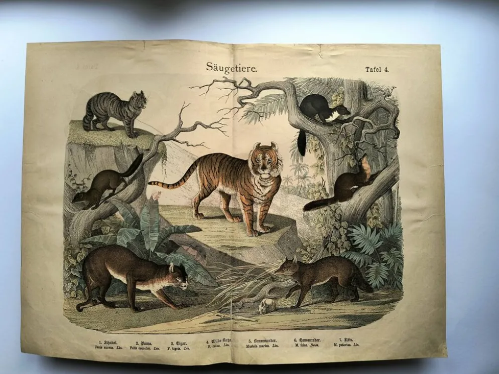 Grande gravure ancienne 1886 - Tigres et mammifères. lithographie planche