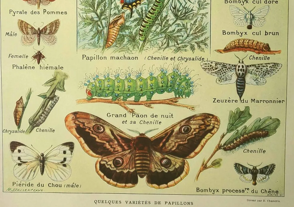Gravbure ancienne 1921 M. Dessertenne - Papillon - Belle lithographie