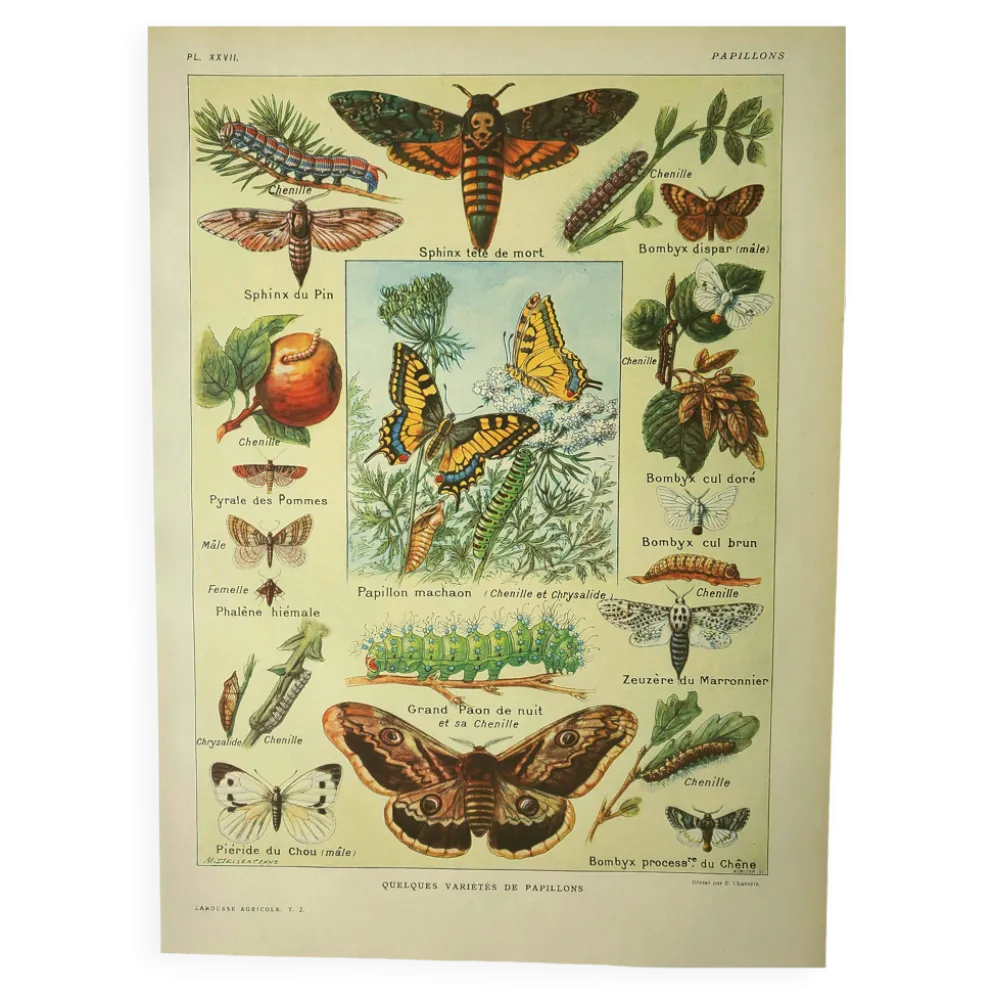 Gravbure ancienne 1921 M. Dessertenne - Papillon - Belle lithographie