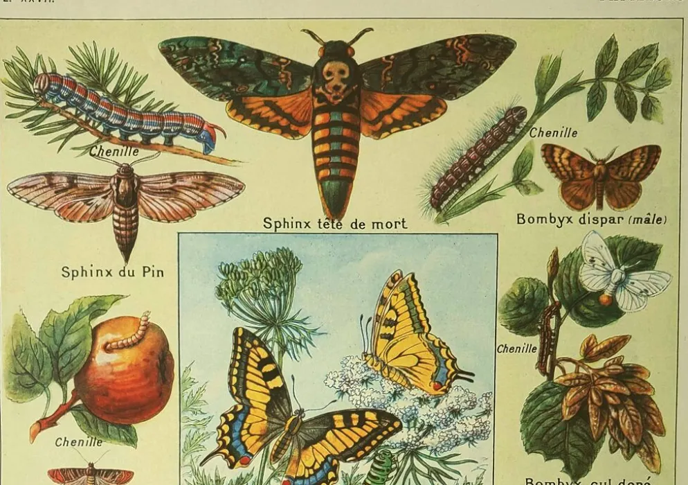 Gravbure ancienne 1921 M. Dessertenne - Papillon - Belle lithographie