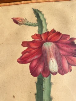 Gravure 1700 Affiche botanique originale cactus fleur rouge encadré