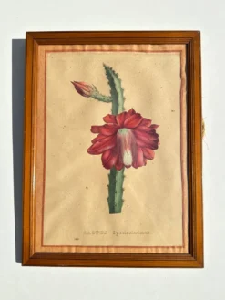 Gravure 1700 Affiche botanique originale cactus fleur rouge encadré