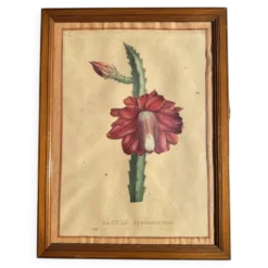 Gravure 1700 Affiche botanique originale cactus fleur rouge encadré