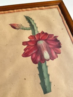 Gravure 1700 Affiche botanique originale cactus fleur rouge encadré
