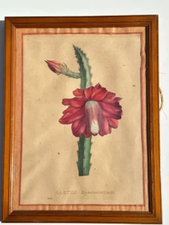 Gravure 1700 Affiche botanique originale cactus fleur rouge encadré