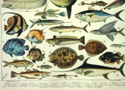 Gravure ancienne 1897 A. Millot - Poissons 1, animaux marins