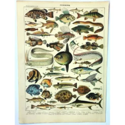 Gravure ancienne 1897 A. Millot - Poissons 1, animaux marins