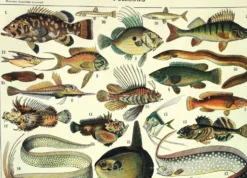 Gravure ancienne 1897 A. Millot - Poissons 1, animaux marins