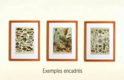 Gravure ancienne 1897 A. Millot - Poissons 1, animaux marins