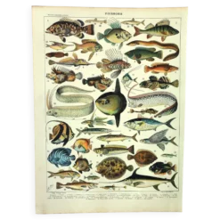 Gravure ancienne 1897 A. Millot - Poissons 1, animaux marins
