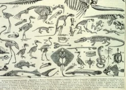Gravure ancienne 1897 A. Millot - Squelettes d'animaux, anatomie