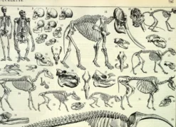 Gravure ancienne 1897 A. Millot - Squelettes d'animaux, anatomie