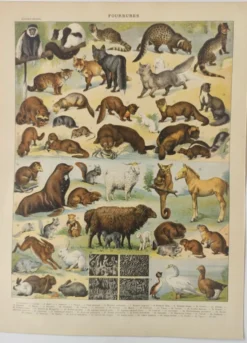 Gravure ancienne • Animaux à fourrures (1) • Affiche originale et vintage de 1909