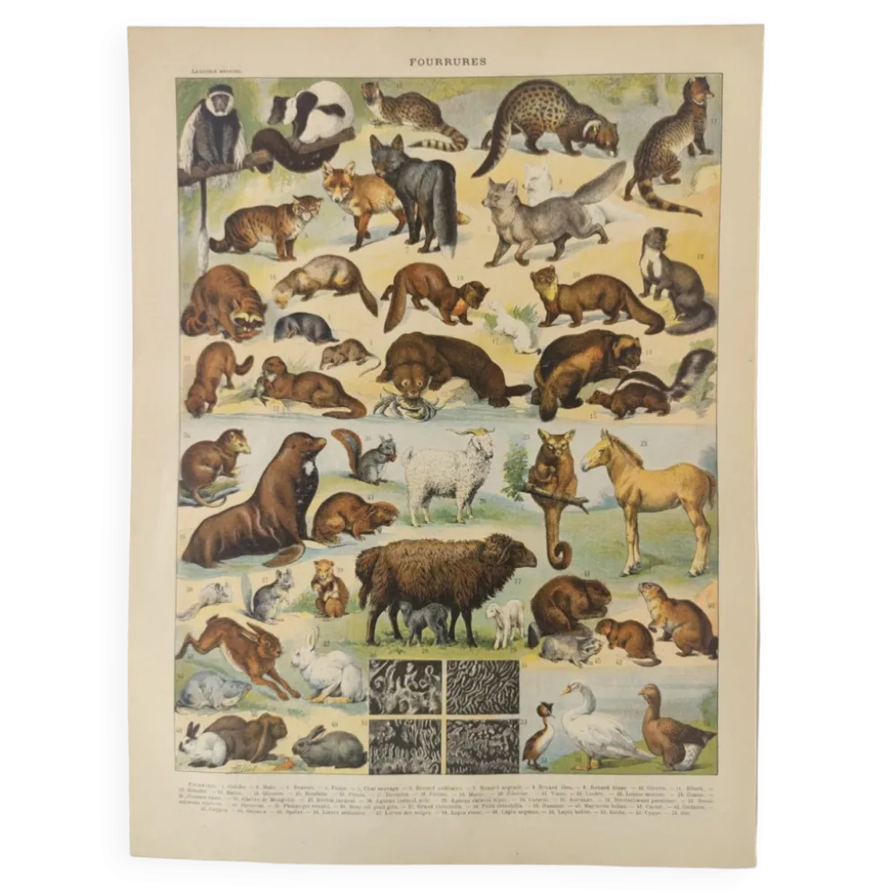 Gravure ancienne • Animaux à fourrures (1) • Affiche originale et vintage de 1909
