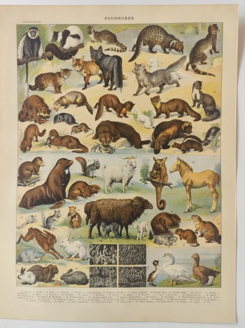 Gravure ancienne • Animaux à fourrures (1) • Affiche originale et vintage de 1909