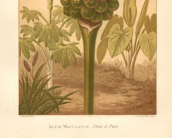 Gravure ancienne 1889 - Arum tacheté par A. Lefevre - Planche botanique