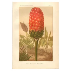 Gravure ancienne 1889 - Arum tacheté par A. Lefevre - Planche botanique