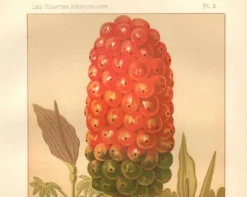 Gravure ancienne 1889 - Arum tacheté par A. Lefevre - Planche botanique