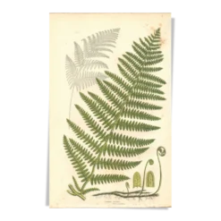 Gravure ancienne botanique 1889 - Fougère commune par A. Pratt