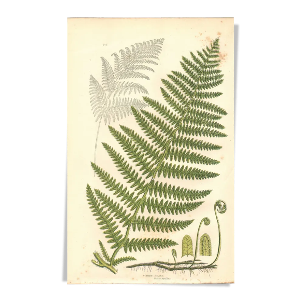 Gravure ancienne botanique 1889 - Fougère commune par A. Pratt