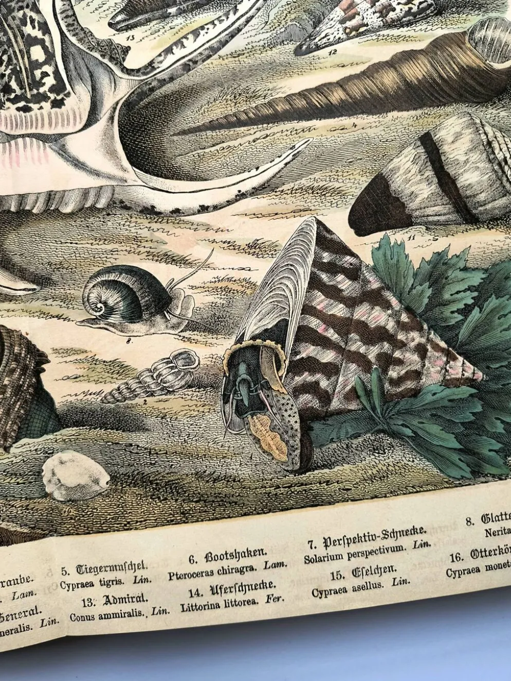 Gravure ancienne 1886 - Coquillages et mollusques 1.Lithographie planche