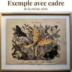 Gravure ancienne 1886 - Coquillages et mollusques 1.Lithographie planche