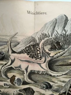 Gravure ancienne 1886 - Coquillages et mollusques 1.Lithographie planche